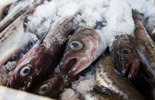 Россия в пятерке лидеров на планете по вылову рыбы