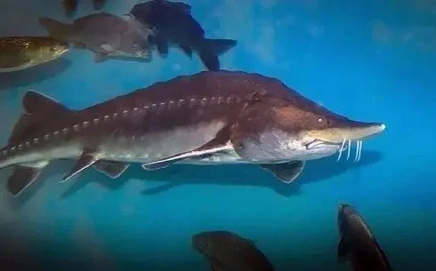 Живая легенда Амура