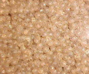 Восстановление ресурсов Байкала: подрастают почти 78 миллионов будущих омулей