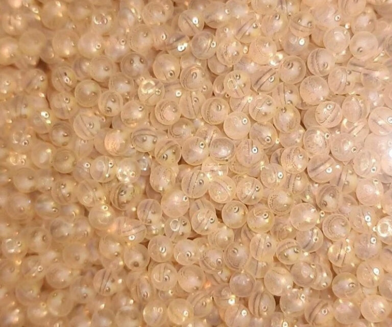 Восстановление ресурсов Байкала: подрастают почти 78 миллионов будущих омулей