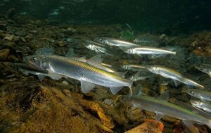 Обновлён список рыб для промышленного лова во внутренних водах России