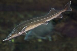 Рыба Севера: рекорды осетра, надежды карася