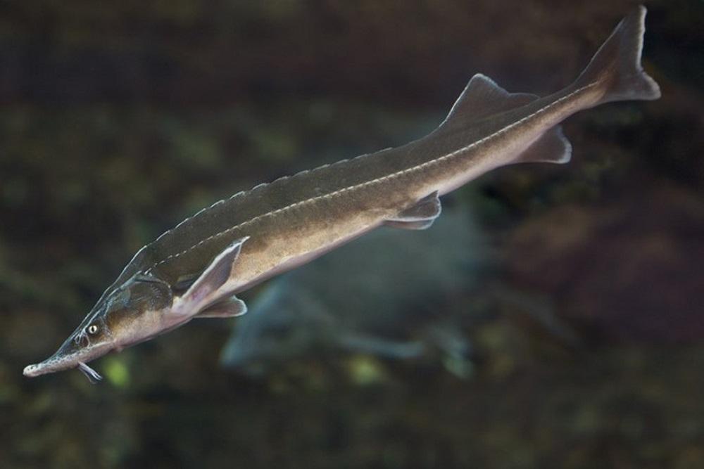 Рыба Севера: рекорды осетра, надежды карася