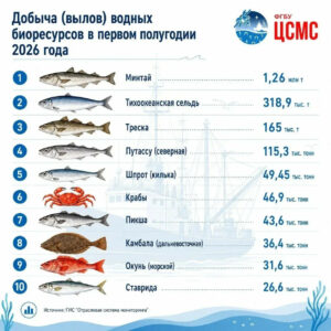 Сардина, скумбрия и сайра: популярную российскую рыбу добывают на Дальнем Востоке