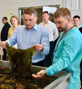 В Карелии создают уникальное производство продукции из водорослей Белого моря