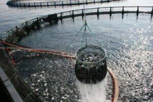Российская аквакультура продолжит развивать собственную селекцию и создавать новые высокопродуктивные линии востребованной рыбы