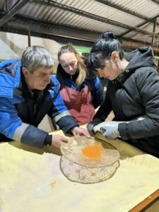 В Чёрном море есть свой лосось — и рыбоводы помогают его сохранить