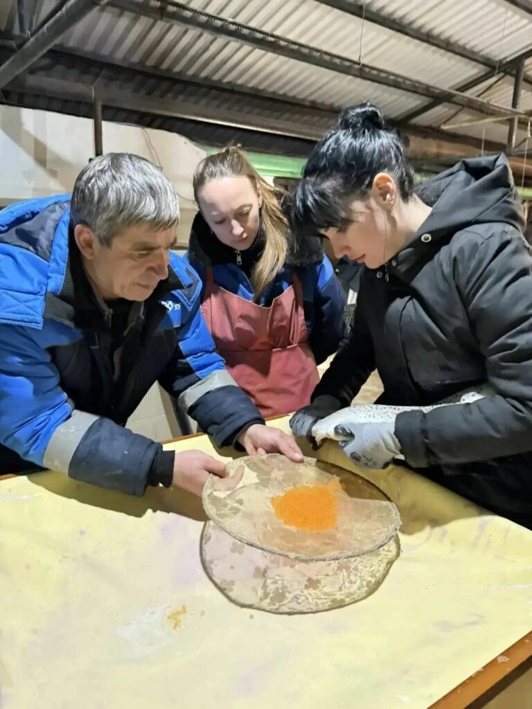 В Чёрном море есть свой лосось — и рыбоводы помогают его сохранить