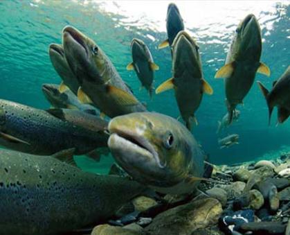 В дальневосточных правилах рыболовства уточнены разрешенные орудия лова лососевых