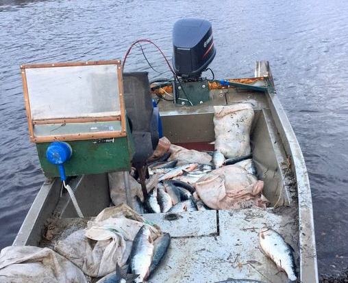 Накануне старта лососевой путины рыбоохраной Камчатки у браконьеров изъято 300 кг нерки