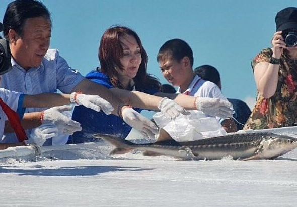 Россия и Китай выпустили молодь осетровых в пограничные воды реки Амур