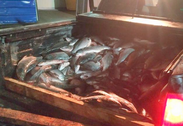 600 кг браконьерских лососей изъято рыбоохраной на Камчатке