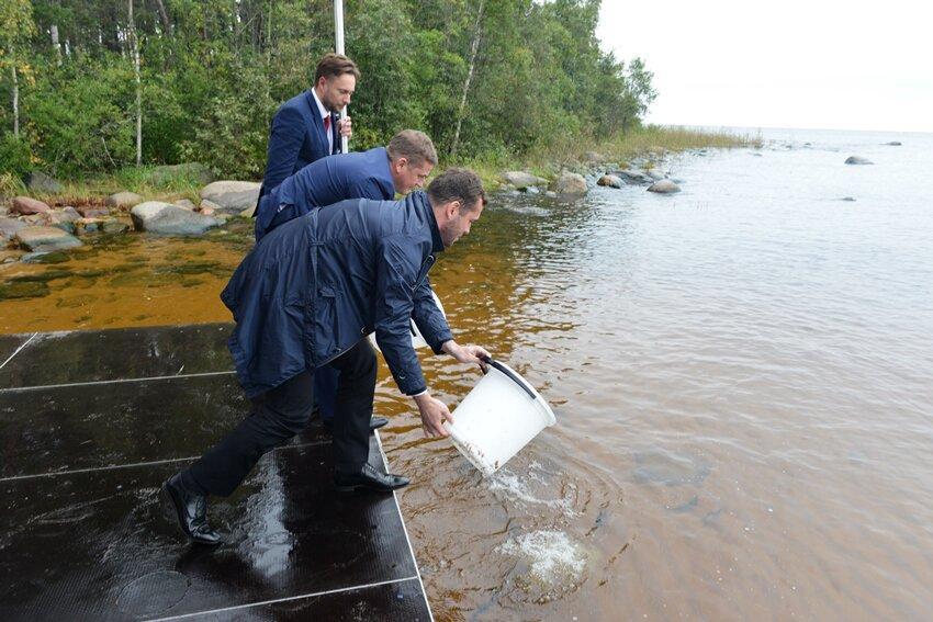 Илья Шестаков и Александр Кержаков выпустили молодь ценного вида лососевых в Ладогу