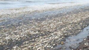 СахНИРО: замор сельди в заливе Пильтун на Сахалине может быть вызван нехваткой кислорода из-за ледовой обстановки