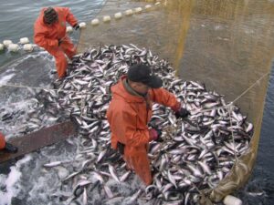 Оборот рыбодобывающих предприятий в 2014 году увеличился на 23% — до 170 млрд рублей