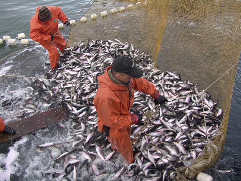 Российскими рыбаками с начала года добыто более 1,8 млн тонн
