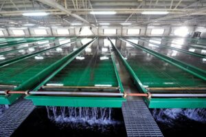 В России планируют создать государственные рыбопитомники по выращиванию семги