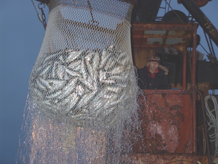 О вылове водных биоресурсов российскими рыбопромышленниками