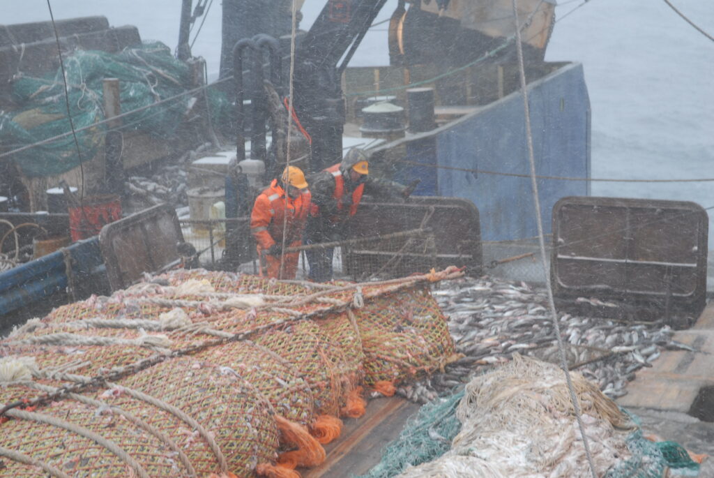 Вылов минтая в Охотском море к 30 марта увеличился до 735,3 тыс. тонн