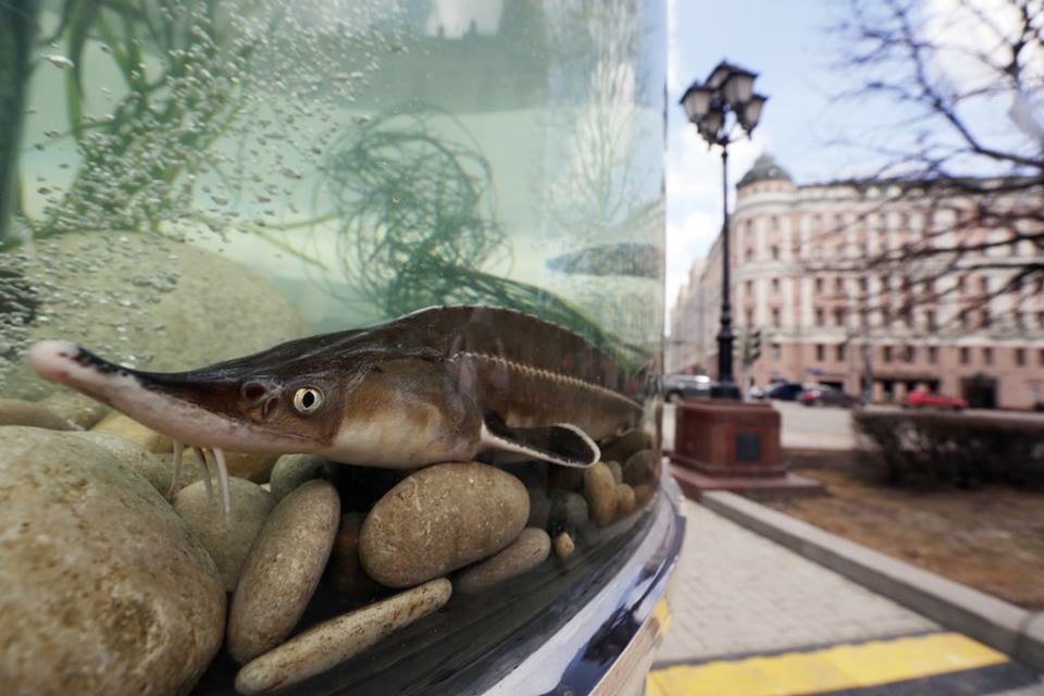 Русская рыба едет в Москву: о площадках фестиваля