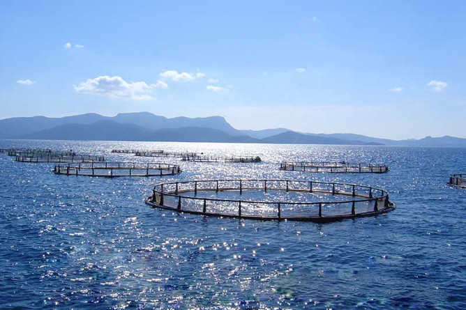 Комиссии по определению границ рыбоводных участков должны быть сформированы к 20 мая