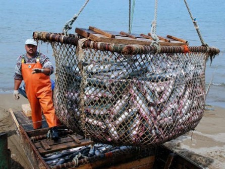 Вылов российскими рыбопромышленниками вырос на 3,2% по сравнению с 2014 годом