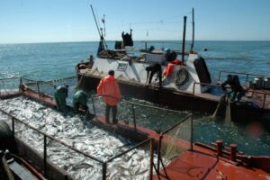 Ученые рекомендуют освоить 431 тыс. тонн лососевых во время путины-2015