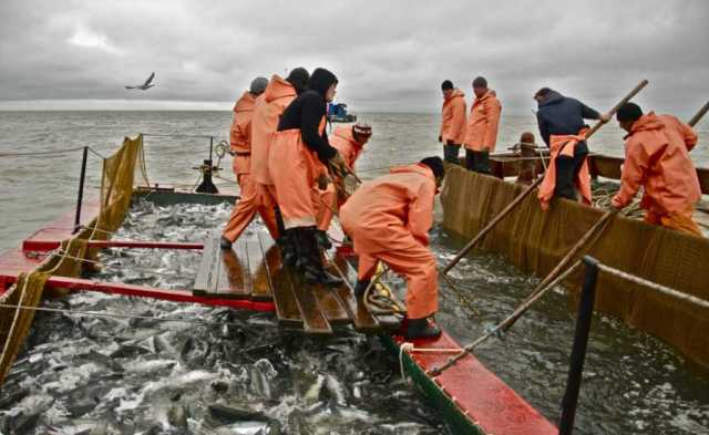 На период лососевой путины на Камчатке штат инспекторов рыбоохраны будет увеличен на 30%
