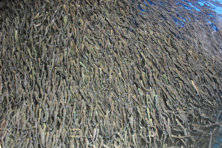Рыбопитомники по выращиванию семги планируется создать в Мурманской области и Республике Карелия