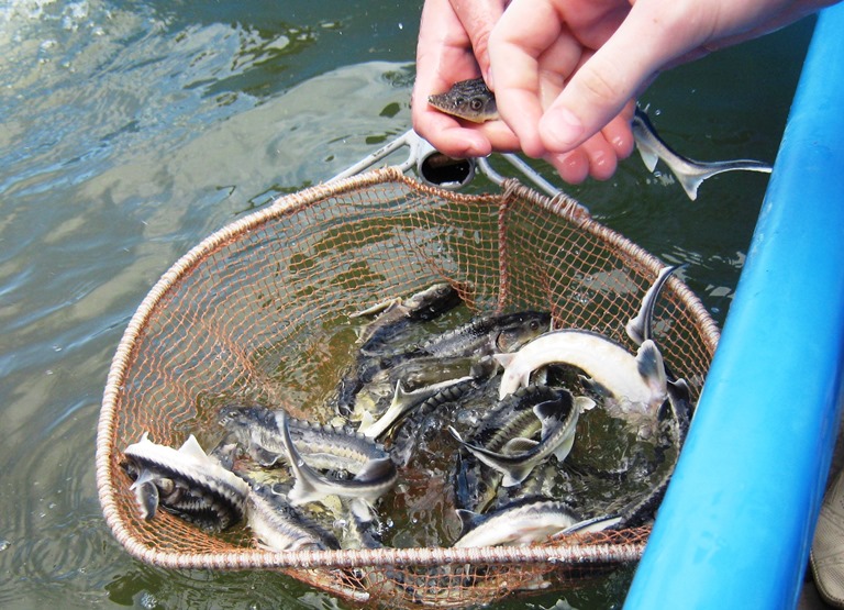Об осуществлении выпусков молоди в целях пастбищной аквакультуры