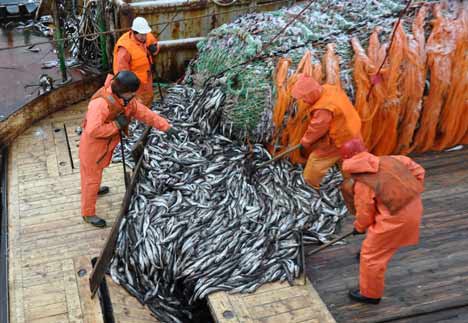СНПС рекомендовал передать остатки научных квот трески и пикши для прибрежного рыболовства
