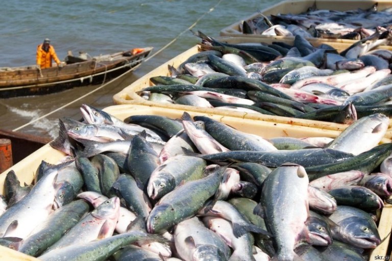 Вылов тихоокеанских лососей к 3 июля увеличился на 7,9% и составил 13,8 тыс. тонн