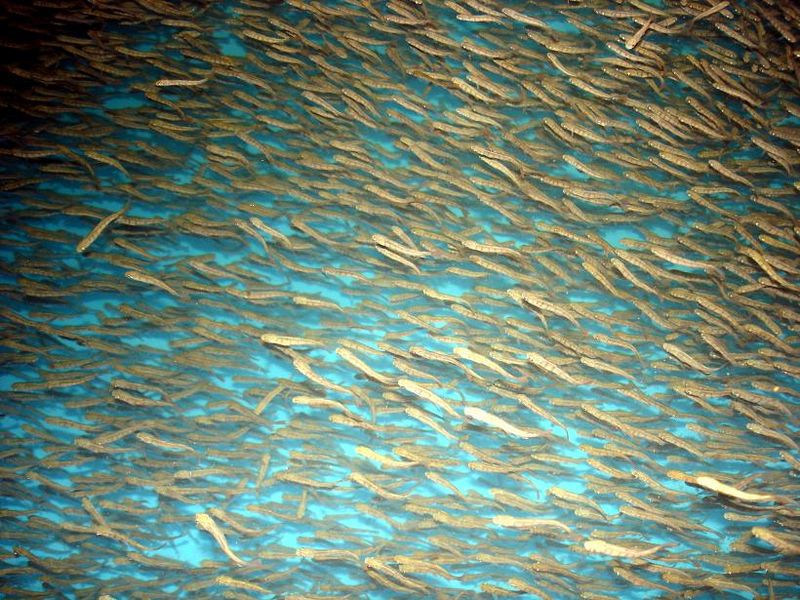 Сахалинские рыбоводы приступили к выпуску молоди тихоокеанских лососей