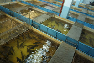 О создании центров аквакультуры в Азово-Черноморском рыбохозяйственном бассейне