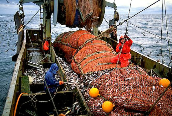 Российскими рыбаками с начала года добыто 2,493 млн тонн водных биоресурсов