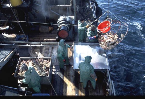 Россия и Норвегия будут совместно бороться с ННН-промыслом краба-стригуна опилио в международных водах Баренцева моря