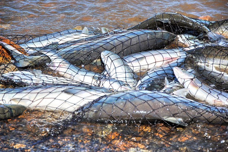 На Сахалине в ходе рейда изъяты икра и рыба лососевых пород почти на 2 млн рублей