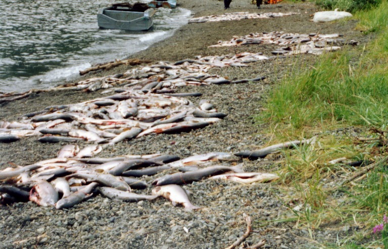 За загрязнение водоемов и гибель рыбы на нарушителей в I полугодии наложено штрафов на сумму 84,9 млн рублей
