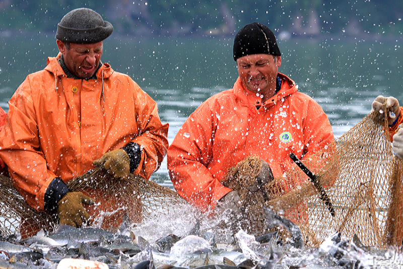 Вылов тихоокеанских лососей на Дальнем Востоке превысил 242 тыс. тонн