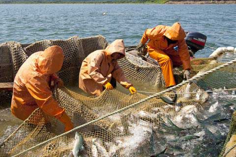 Штаб лососевой путины-2015: добыто более 169 тыс. тонн тихоокеанских лососей