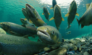 Вылов тихоокеанских лососей на Камчатке составляет 95,6% от ожидаемого