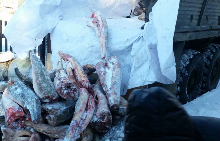 В Хабаровском крае задержали КамАЗ более с 2 тоннами осетровых
