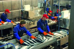 За 10 месяцев объем производства рыбной продукции увеличился на 5,6% – до 3,2 млн тонн