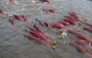 ВНИРО и СахНИРО разработают рекомендации по установлению рыбоучетных заграждений