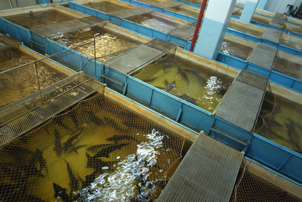 Росрыболовство: пошлины на ввоз оборудования для аквакультурных ферм могут быть временно обнулены