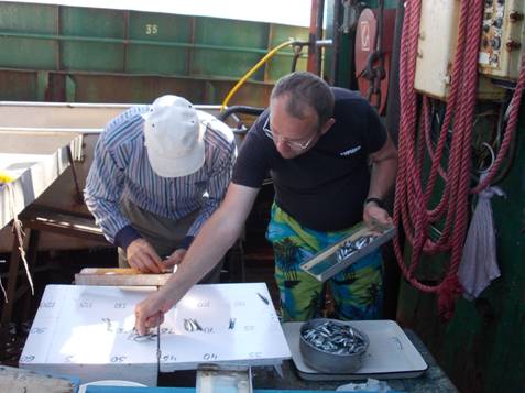 На черноморском шельфе провели учетно-траловую и ихтиопланктонную съемку