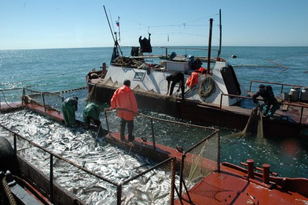 Штаб лососевой путины-2015: добыто почти 9 тыс. тонн
