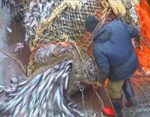 О добыче минтая в Охотском море рыбаками Камчатского края