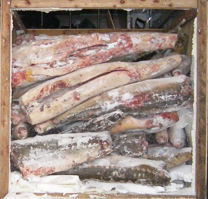 В Саратовской области задержан КамАЗ почти с 3 тоннами браконьерского осетра и севрюги