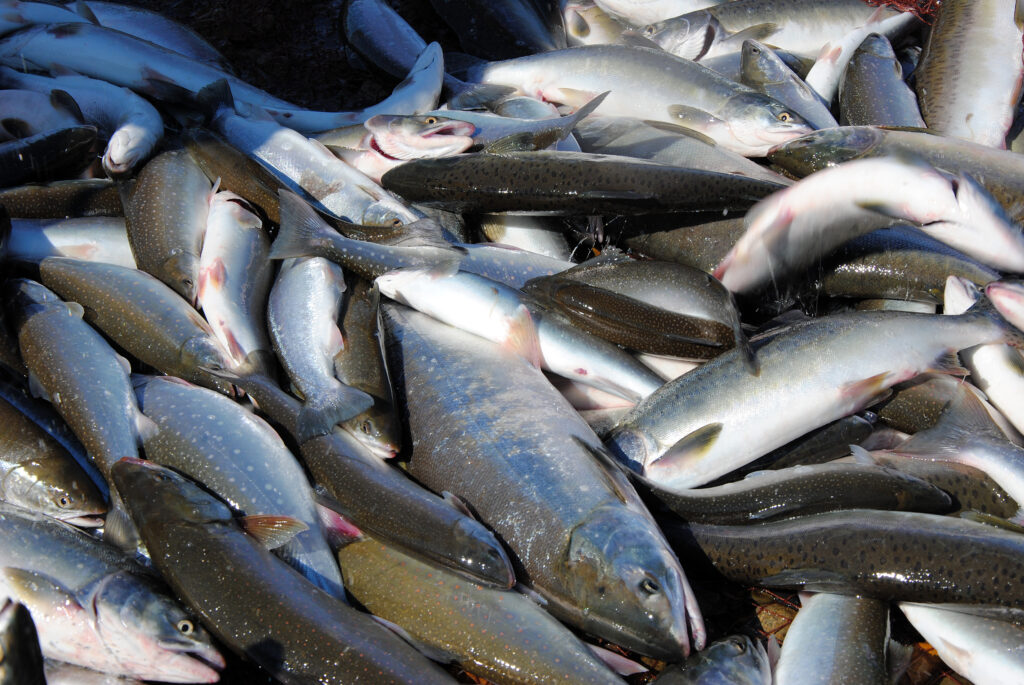 Ученые считают возможным увеличение прогнозируемых объемов лососей в 2016 году